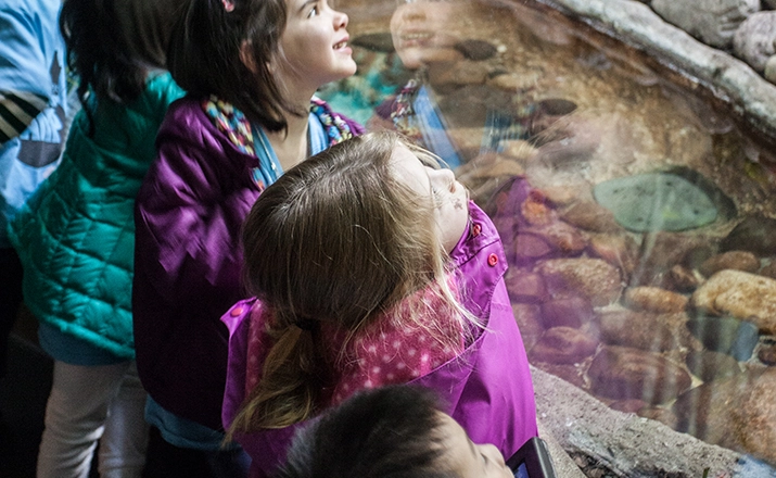 Children watching animals through glass