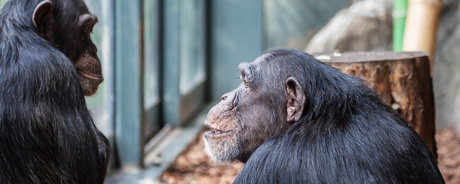 Two chimpanzees in exhibit