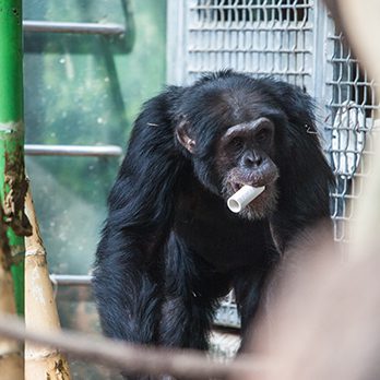 Chimpanzee in exhibit