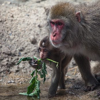 Two Japanese macaques in exhibit