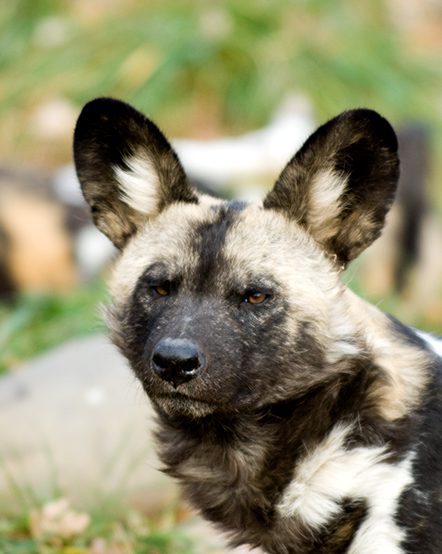 African painted dog in exhibit