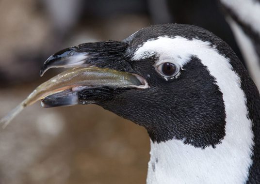 African penguin eating fish in exhibit