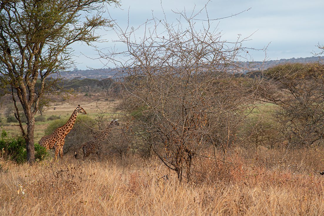 Giraffes walking through the African savanna