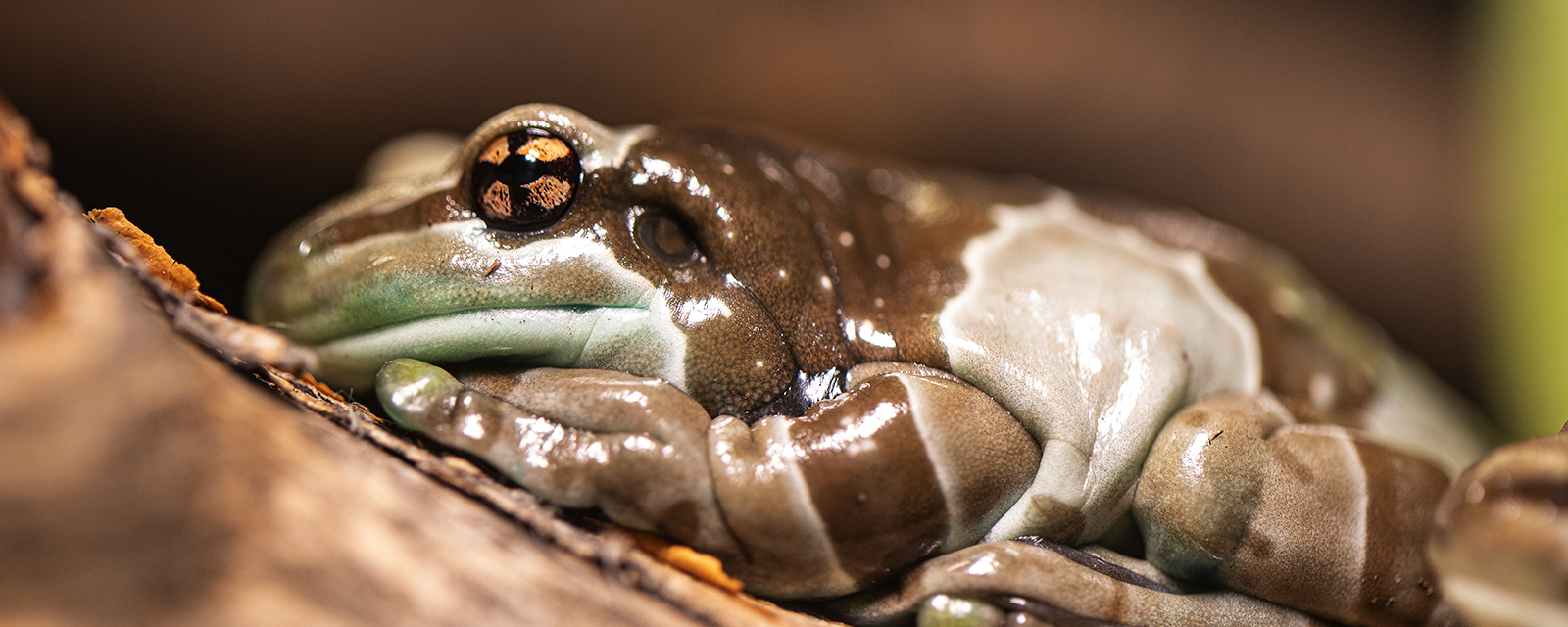 Amazon Milk Frog