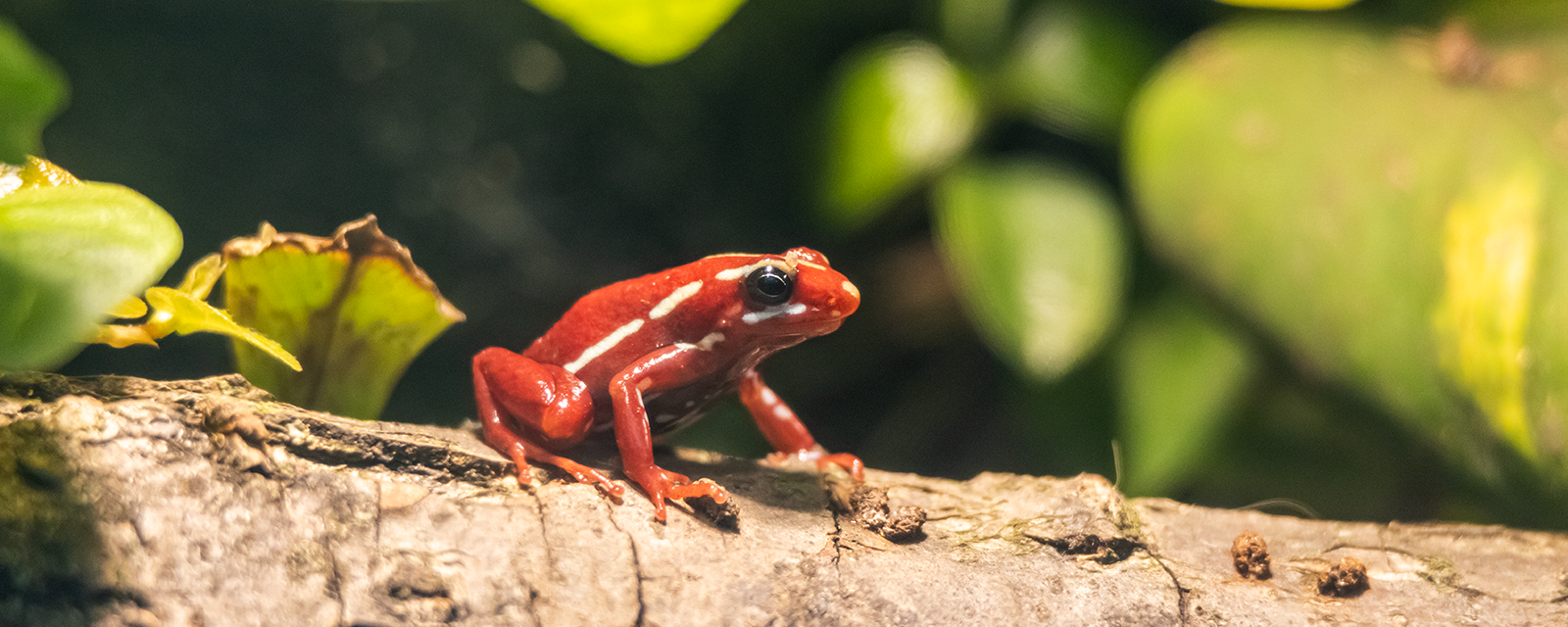 Anthony’s Poison Dart Frog