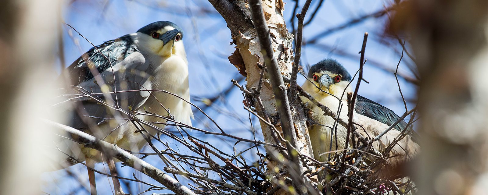 Two black-Black-crowned Night Herons in a tree