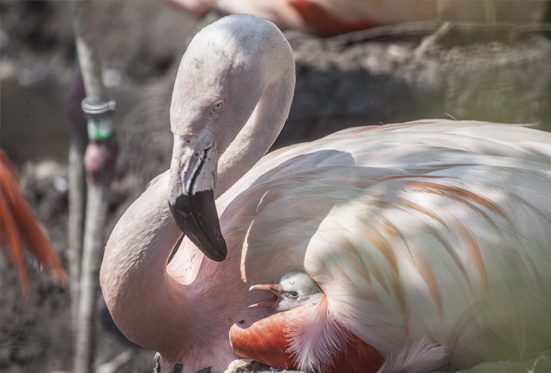 Flamingos in exhibit