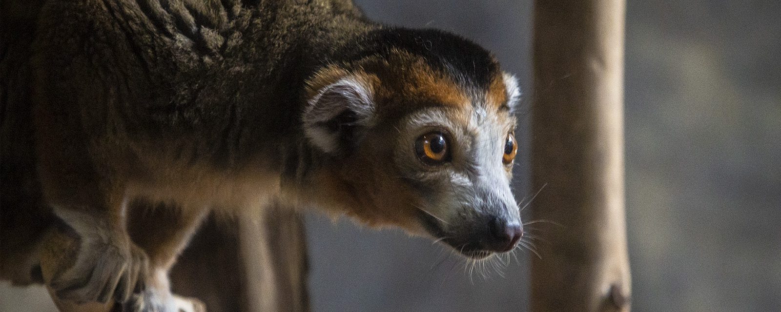 Crowned lemur in exhibit