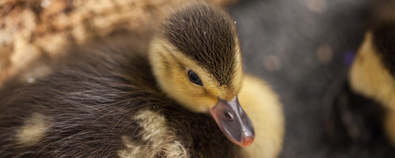 Duck chick