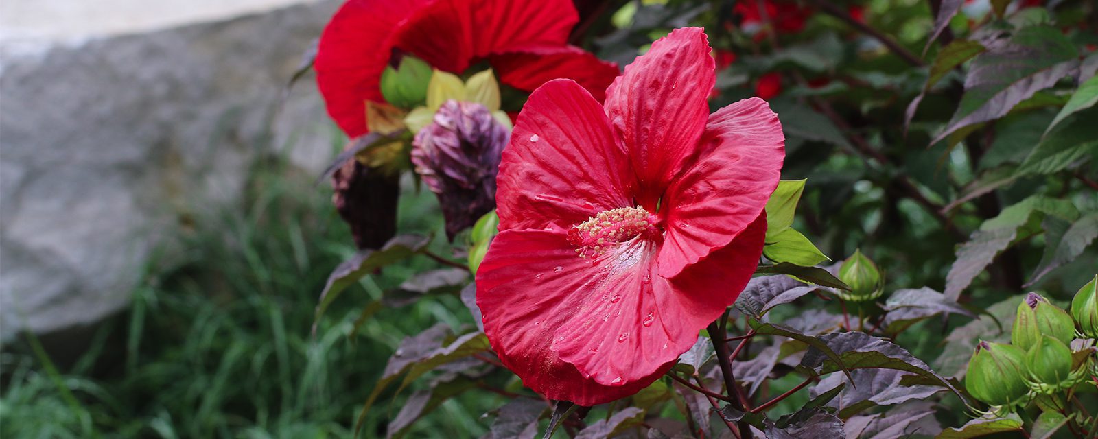 Close up shot of flowers