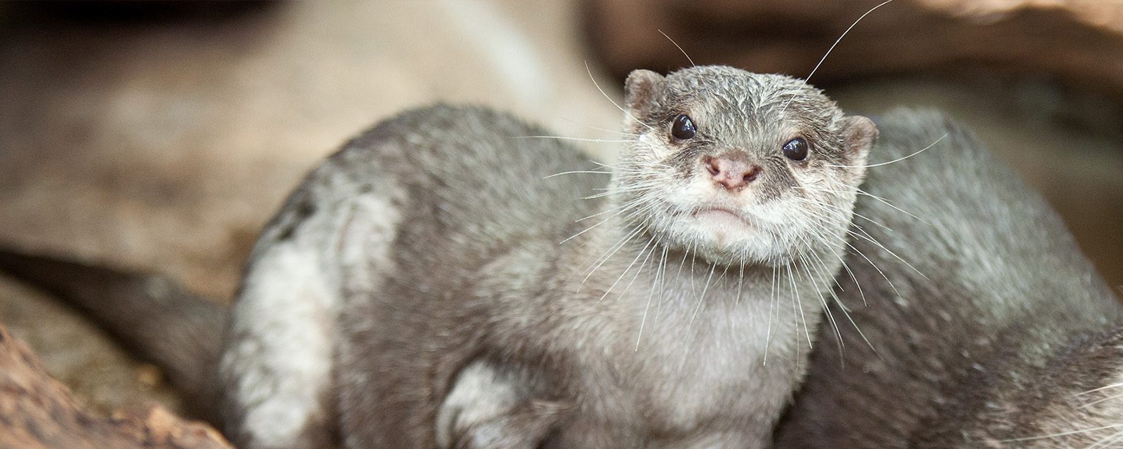 American river otter in exhibit