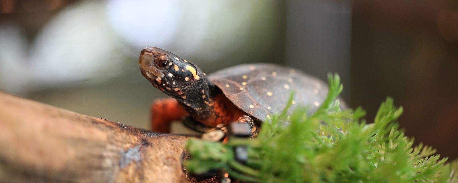 Red-footed tortoise in exhibit