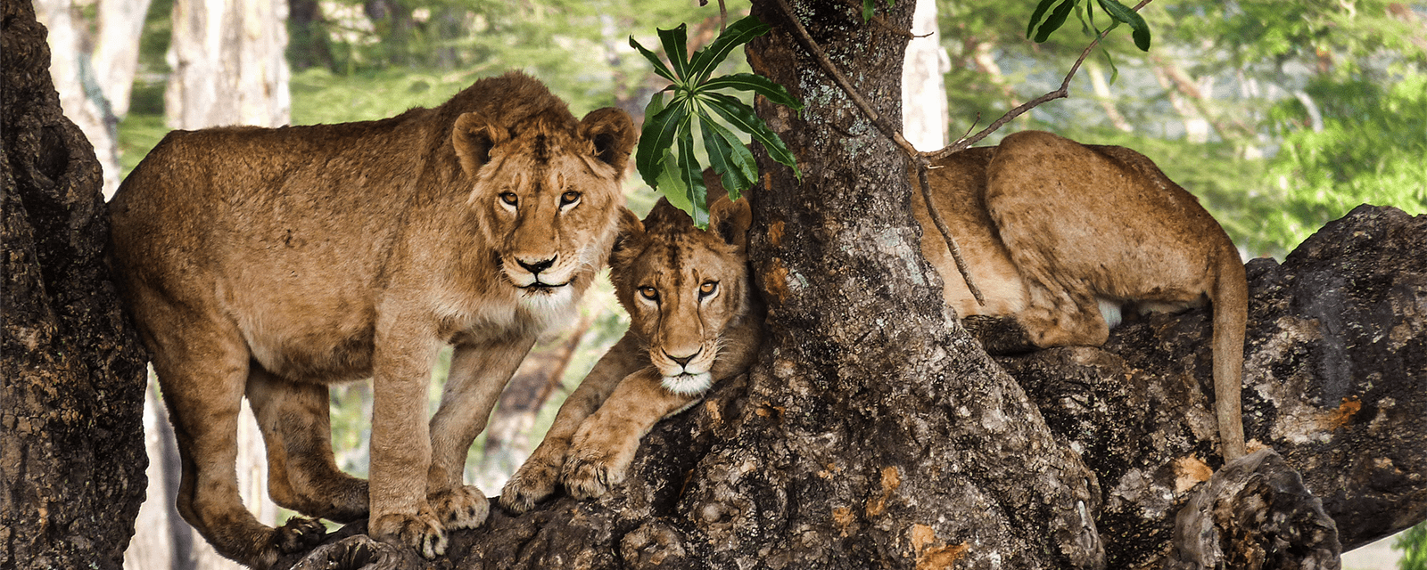 Lions In Tree