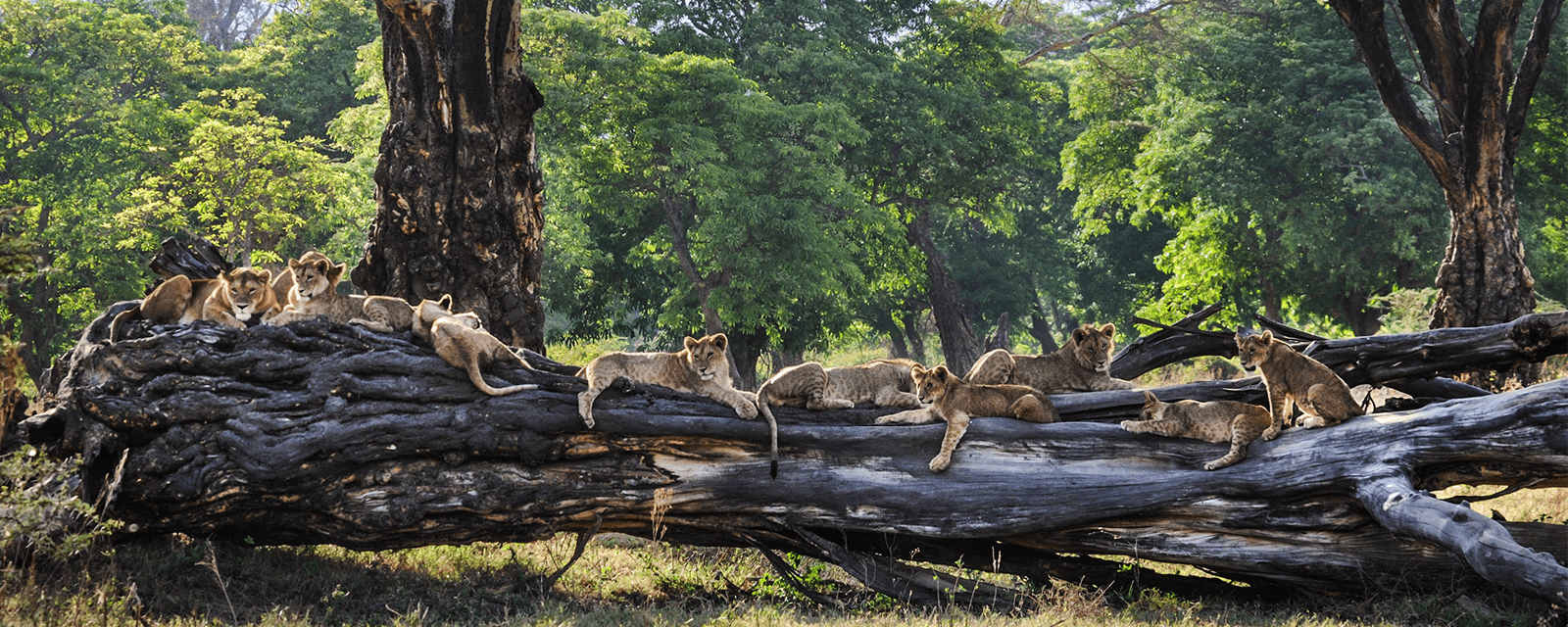 Lions lounging on a fallen tree