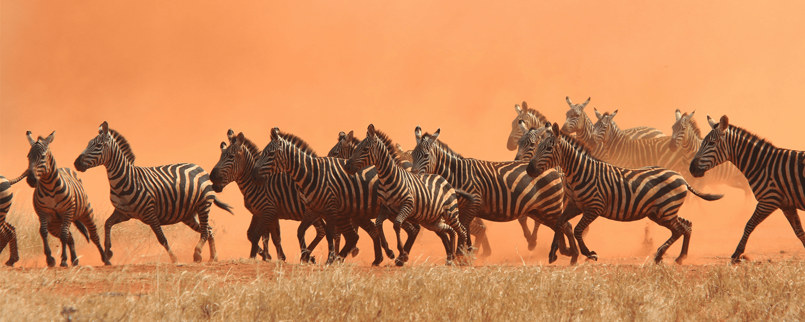 Tcrp Banner Zebras Running