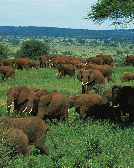 Herd of elephants