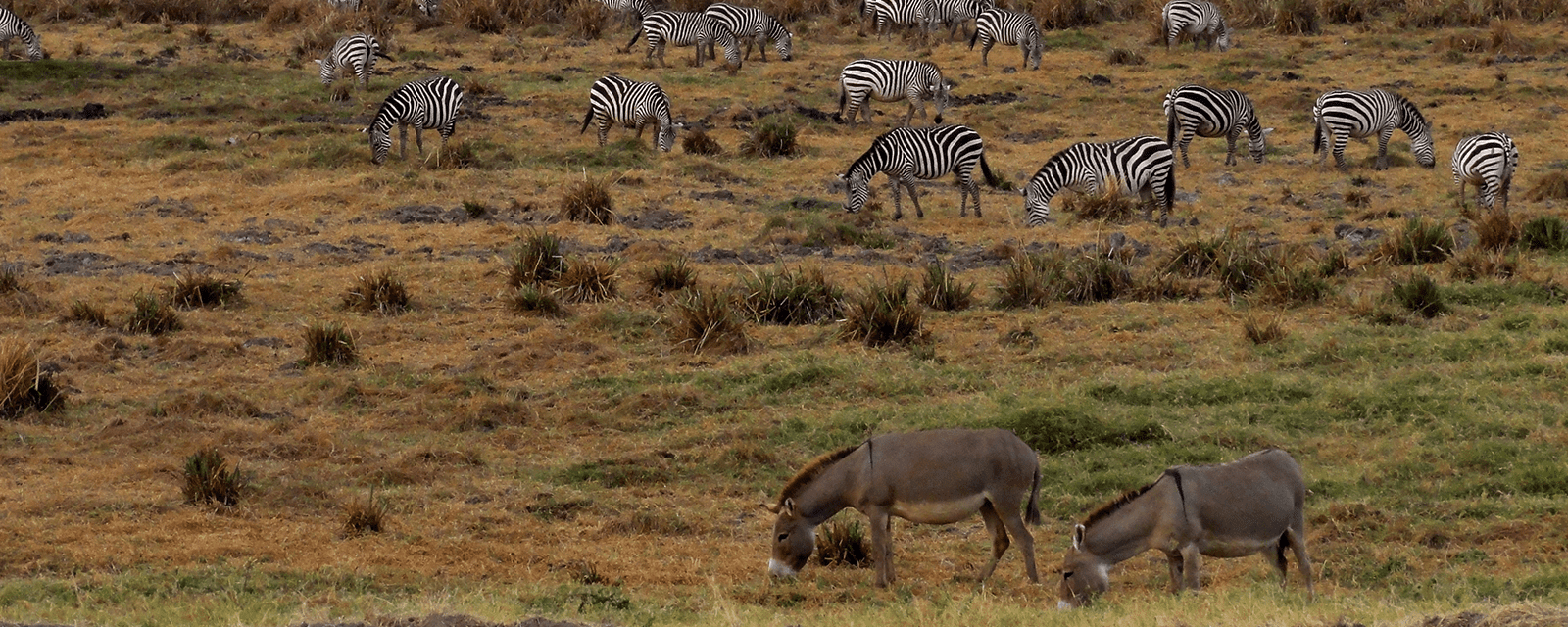Zebras and donkeys grazing