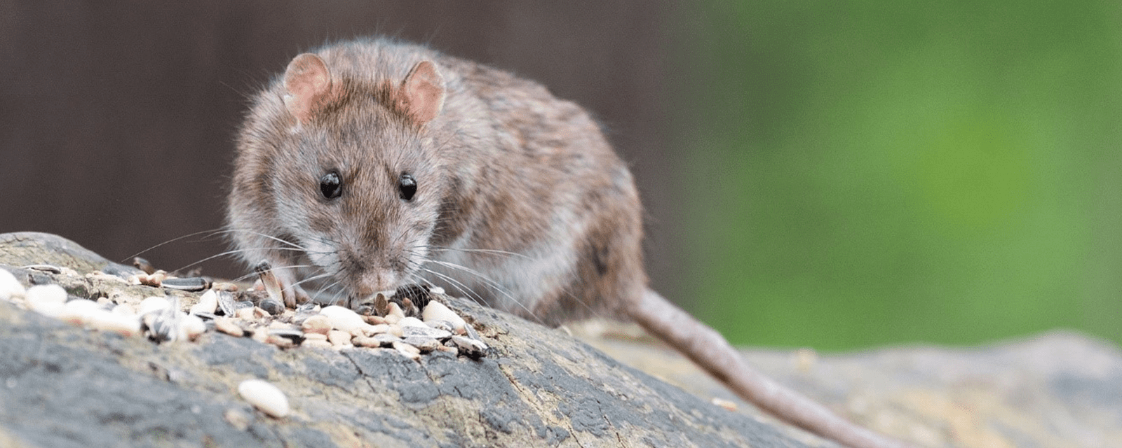 Rat eating seeds on a log