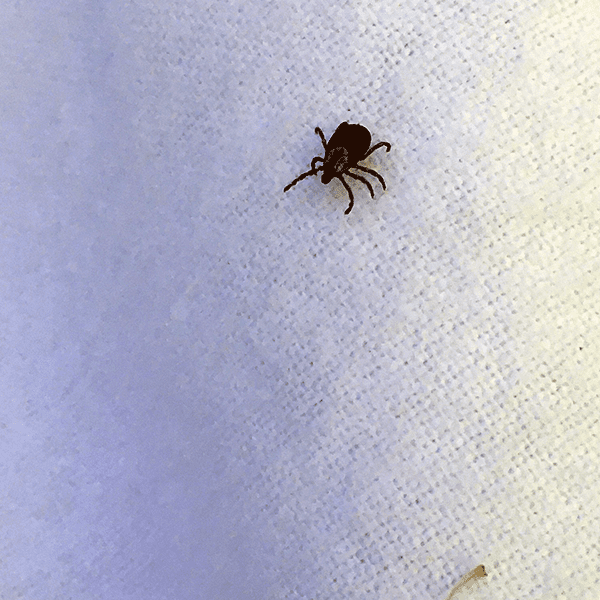 Tick on a white sheet