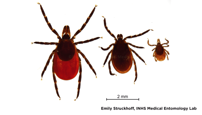 different types of ticks