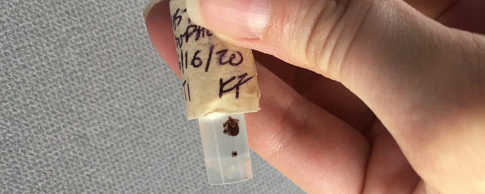 Ticks in a plastic tube