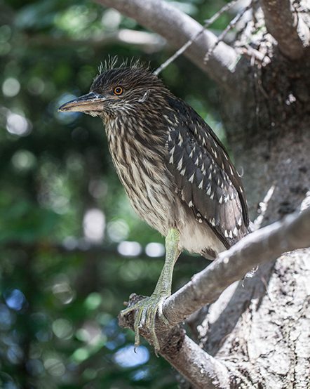 Young Black-crowned Night Heron