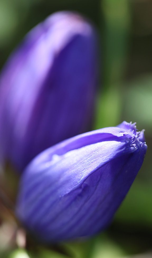 Purple flower prior to bloom