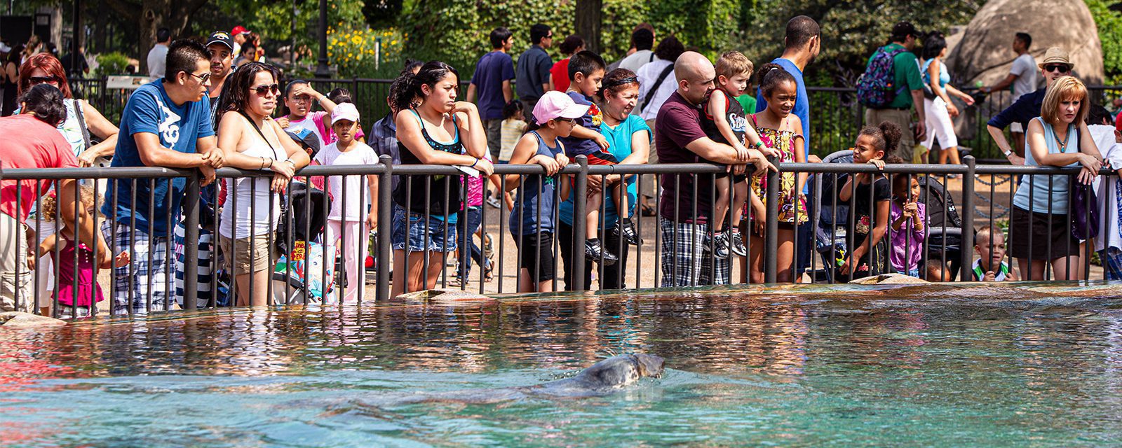 Guests overlooking Kovler Seal Pool