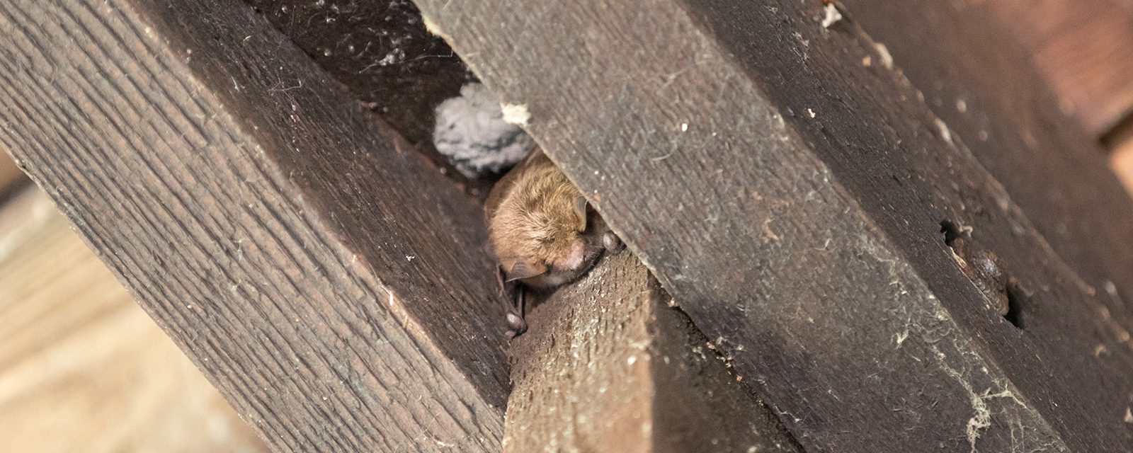 Wild bats hanging from a wooden ceiling