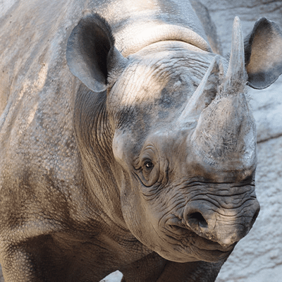 Utenzi, Eastern Black Rhinoceros