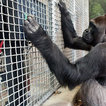 Western lowland gorilla using a touchscreen computer in exhibit