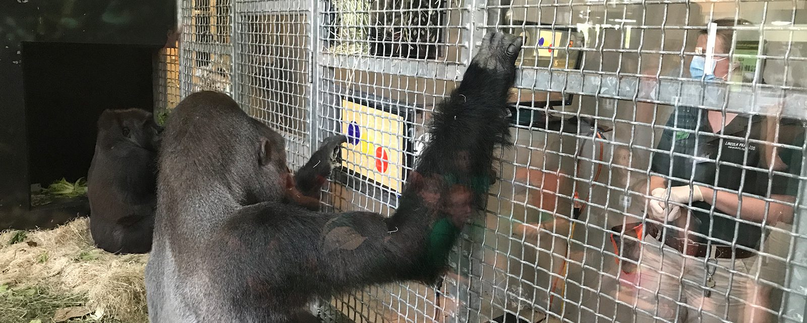 Western lowland gorilla using a touchscreen computer in exhibit