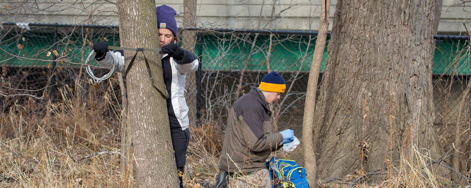 Zoo scientists strap motion-activated field cameras to trees in Chicago