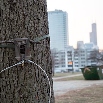 A motion-activated field camera tied to a tree in Chicago