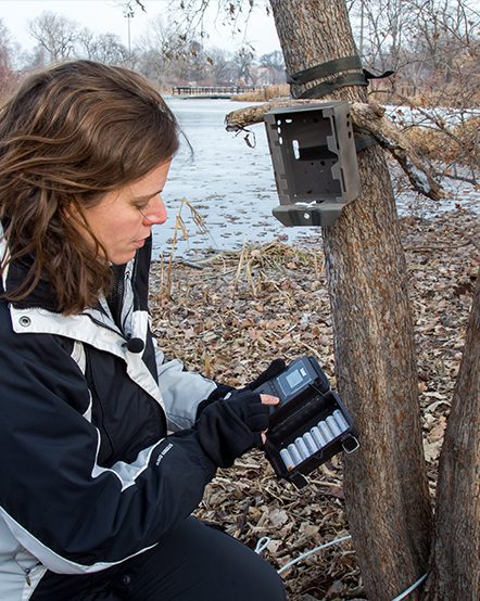 Zoo scientists strap motion-activated field cameras to trees in Chicago