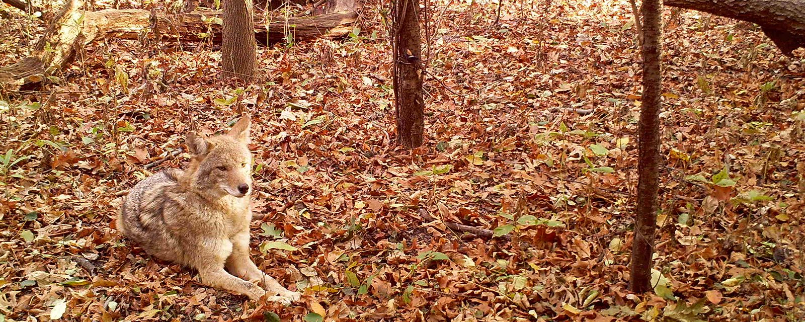 A red wolf lies on fallen leaves in exhibit