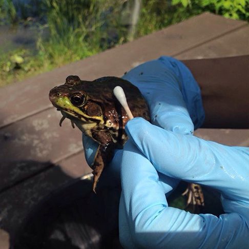 Zoo scientists swabs a wild frog to gather hormones for analysis