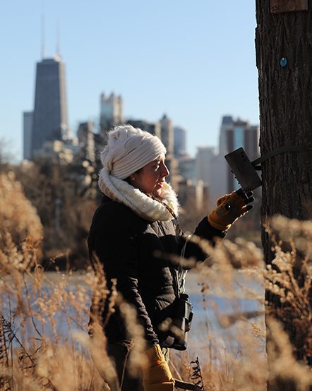 Zoo scientist installing a motion-activated field camera in Chicago