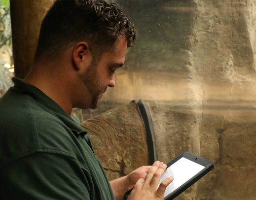 Volunteers monitoring animal behavior in exhibit