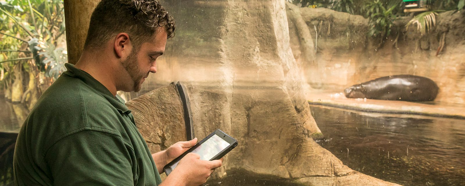 Animal Care staff monitoring a pygmy hippo