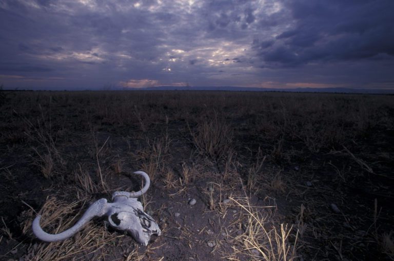 Buffalo skull in the desert