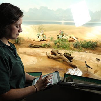 Zoo scientist observing birds in exhibit