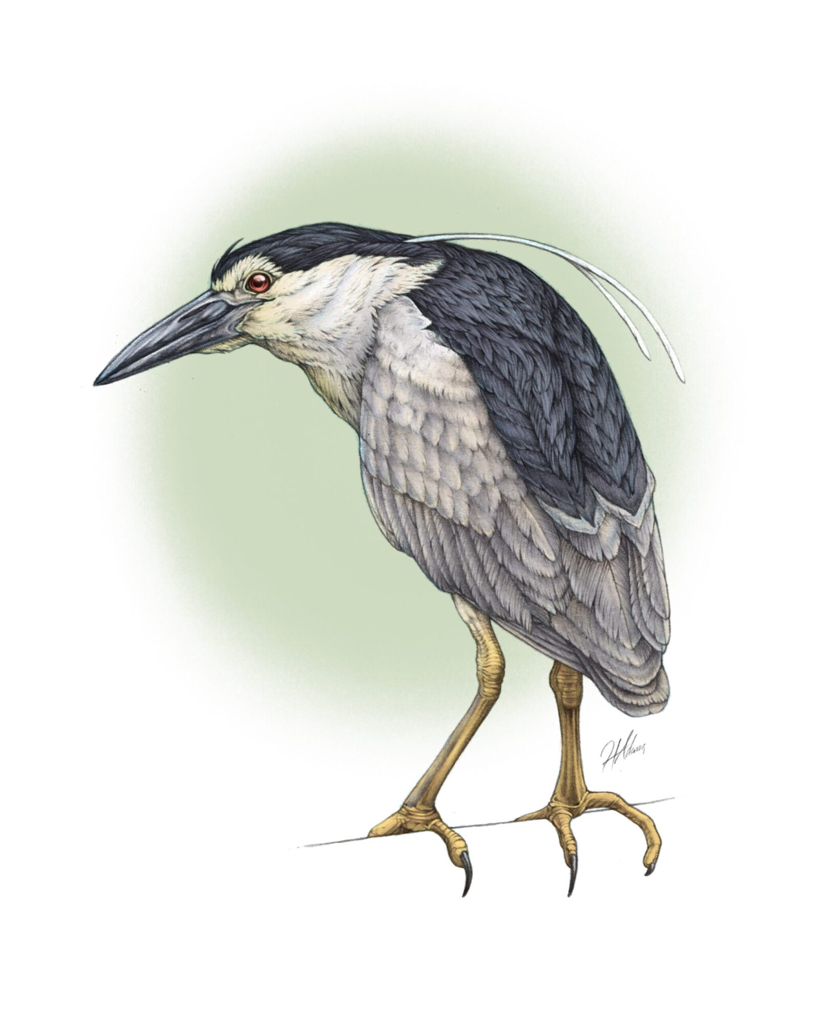Black-crowned nigh heron illustration