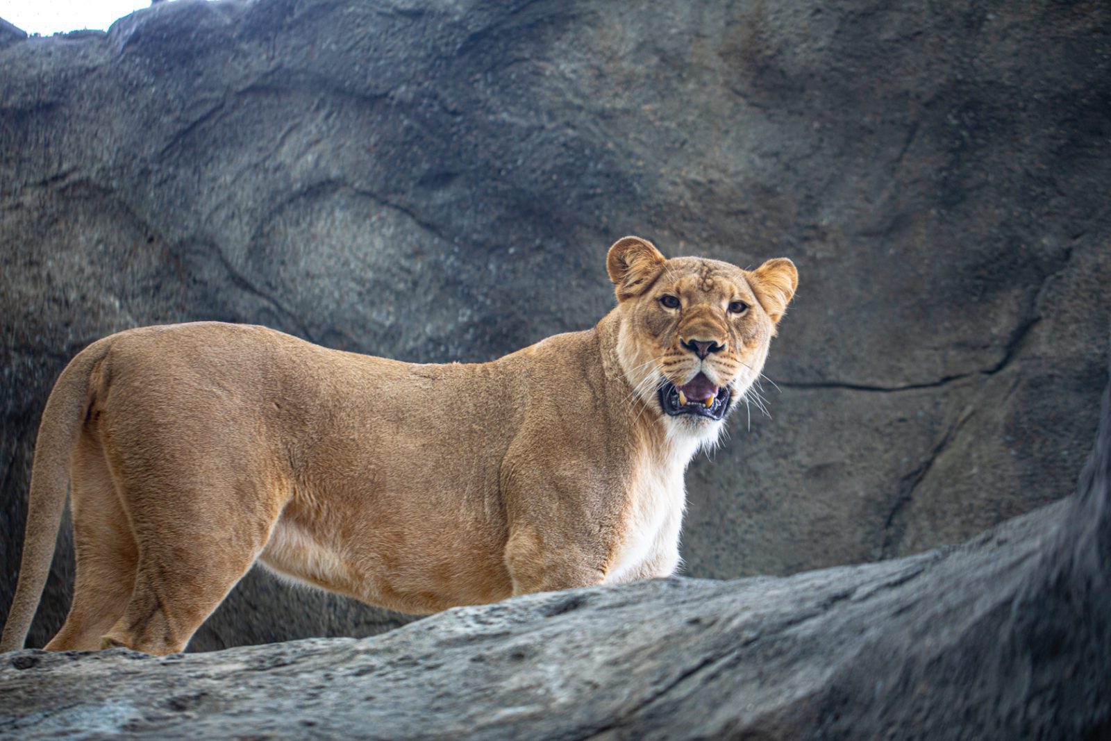 Lincoln Park Zoo Announces African Lion Pregnancy