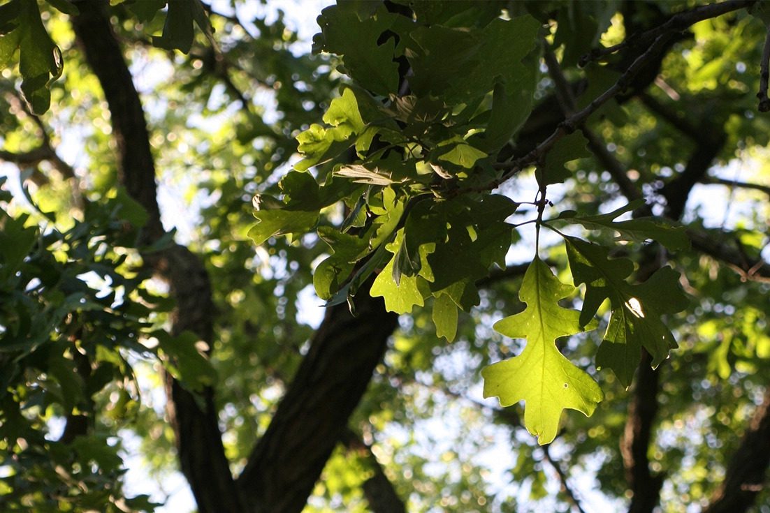 Closeup of leaves on a tree