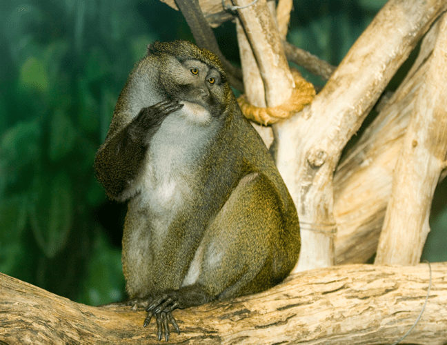 Allen's swamp monkey  Smithsonian's National Zoo and Conservation Biology  Institute