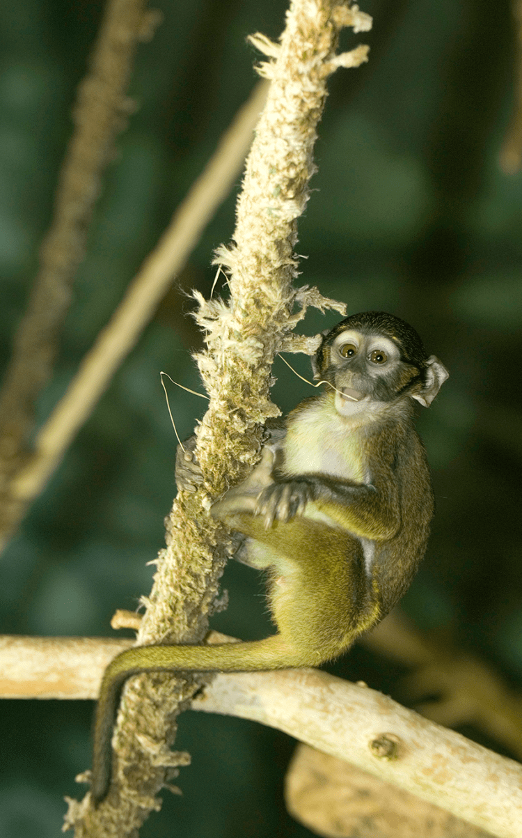 Allen's swamp monkey  Smithsonian's National Zoo and Conservation Biology  Institute