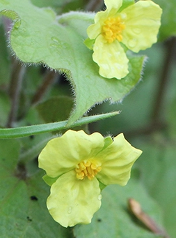 Closeup of perrenials