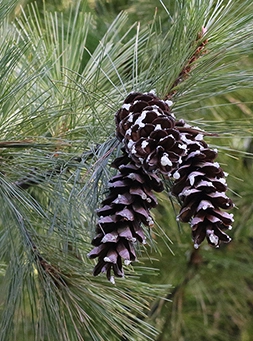 Pine cones