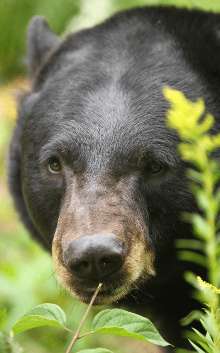 American Black Bear: Species in World Land Trust reserves